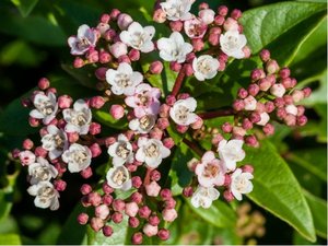 Kalina modroplod - Viburnum tinus EVE PRICE - kmen 80cm
