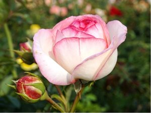 Růže EDENEI - anglická, růžová