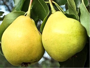 Hrue BLANKA - podno hr. semen