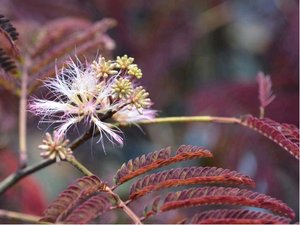 Albzie - Albizia julibrissin SUMMER CHOCOLATE