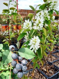 Amelanchier OBELISK - sloupovit, K 19