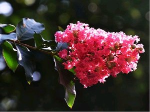 Pukol - Lagerstroemia indica DOUBLE FEATUREWhit IX