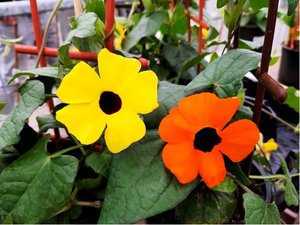 Thunbergia - ernook Zuzana, K 12