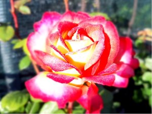 Růže BICOLETTE - velkokvětá, růžovobílá