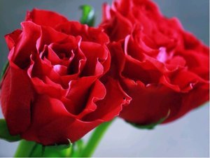 Růže HOMMAGE A BARBARA - polyantka, rudá