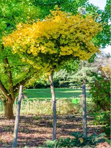 Jinan dvoulalon - Ginkgo biloba MARIKEN, kmen 100 cm