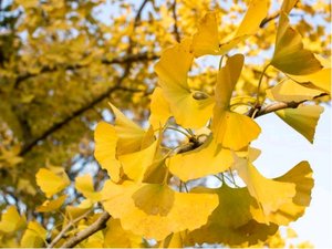 Jinan - Ginkgo biloba AUTUMN GOLD