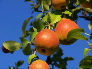 Hrue GROSDEMANGE - podno hr. semen