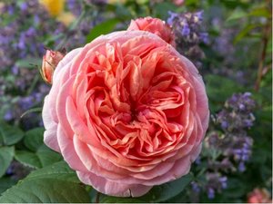Růže CHIPPENDALE - velkokvětá, růžovooranžová