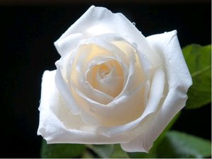 Růže ANNAPURNA - velkokvětá, bílá