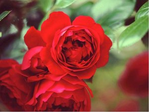 Růže PIANO - sadová, červená