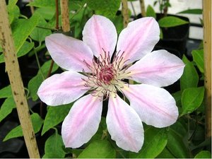 Clematis JOHN PAUL II - blorov