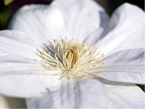 Clematis GUERNSEY CREAM - bl