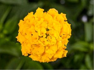 Lantana montevidensis  - lut