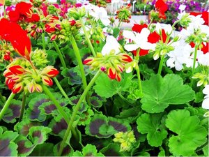 Pelargonie vzpmen 10 pack