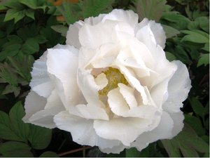 Pivoka nsk SHIRLEY TEMPLE - bl