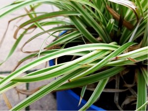 Ostice - Carex brunnea AUREOVARIEGATA, C 2 l