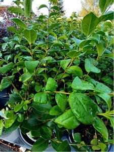 Pta zob - ligustrum ovalifolium MELBACK, C 2 l