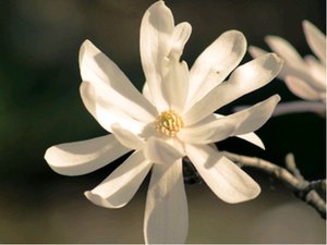 Magnolie stellata ROYAL STAR, K 19