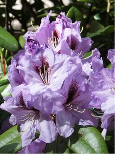 Rhododendron BLUE PETER® - fialový, C 5 l