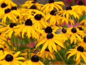 Tapatka ziv - Rudbeckia fulg. GOLDSTRUM