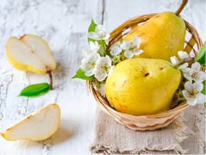 Hrue CITRONOV - podno hr. kavkazsk