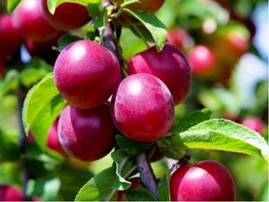 Mirabelka RUBY pro sloupovit pstovn - podno Myrobaln