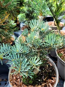 Jedle ojnn - Abies concolor COMPACTA, C 5 l