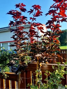 Javor ml - Acer platanoides CRIMSON SENTRY - kmen 150cm