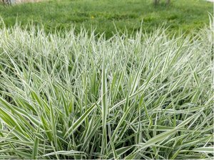 Trs rkosovit - Arundo donax VARIEGATA COMPACT