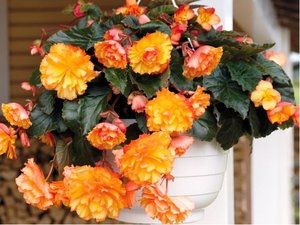 Begnie hlznat ILLUMINATION GOLDEN PICOTEE - lut