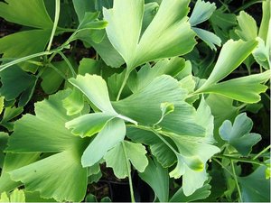 Jinan dvoulalon - Ginkgo biloba ANDRE BRIANT