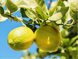 Limetka GIALLA - Citrus aurantifolia