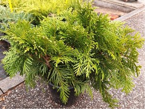 Thuje - Thuja plicata GRNE KUGEL, C 2 l