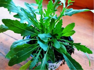 Divoká rukola - Diplotaxis tenuifolia