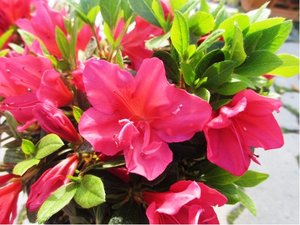 Azalka japonsk HINO - CRIMSON - rovoerven