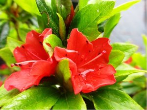 Azalka japonsk GEISHA ORANGE - oranov