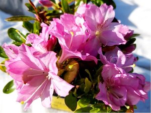 Azalka japonsk ROSEBUD - svtle rov, plnokvt