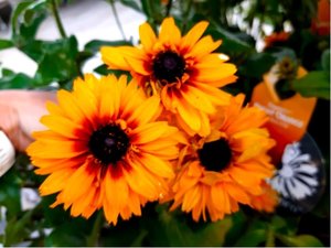 Rudbeckia x hybr. FLAMENCO BRIGHT ORANGE - oranov