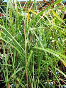 Miscanthus sin. - Ozdobnice nsk MALEPARTUS