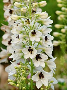 Ostroka - Delphinium cul. M.F. WHITE DARK BEE
