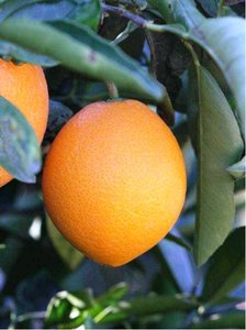 Pomerančovník NAVELATE - roubovaný