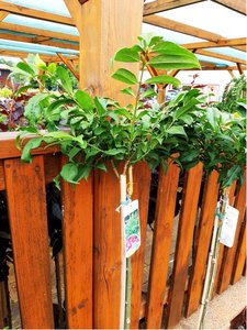 Brslen kdlat - Euonymus alatus COMPACTUS - kmen 100cm