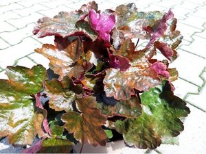 Heuchera CAN CAN
