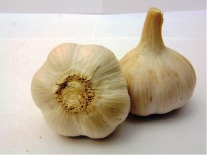 esnek sadbov HAVEL, 3 - 4 cibule