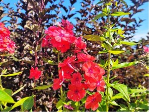 Phlox ORANGE PERFECTION - oranov