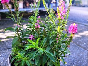 Rozrazil klasnat - Veronica spicata BUBBLEGUM CANDLES