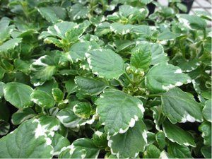 Plectranthus Variegata