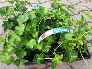 Pelargonie pevisl 10 pack - jednoduch