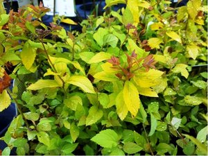 Tavolnk japonsk - Spiraea japonica GOLDEN PRINCESS, C 1 l